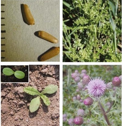 Creeping thistle at four growth stages